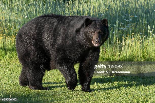 large american black bear in summer grasses. - quetico provincial park stock pictures, royalty-free photos & images