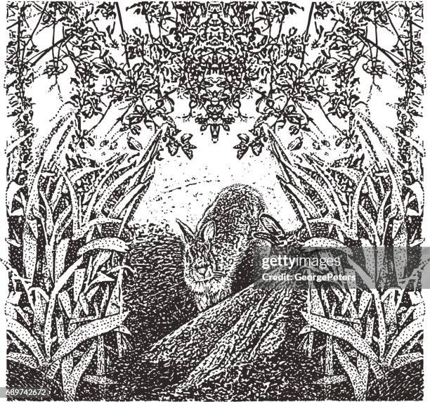 rabbits courting and building nest - minnesota spring stock illustrations