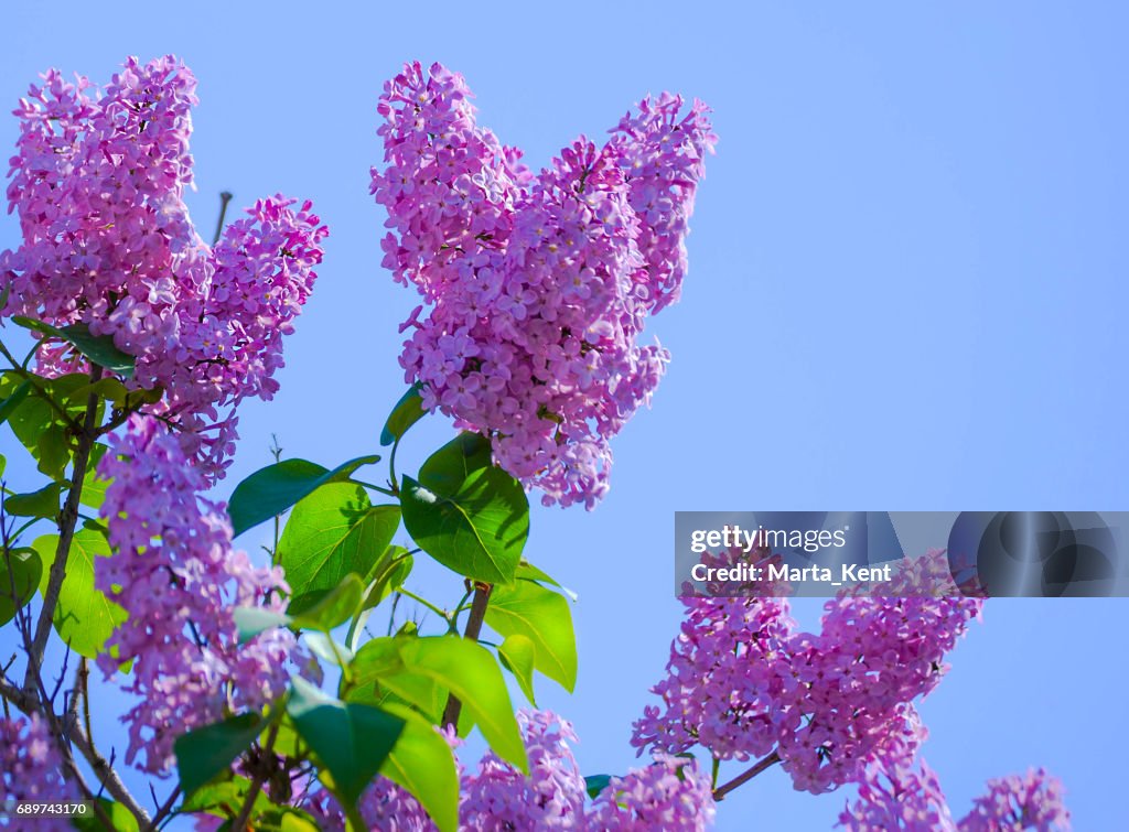 Flores De Color Lila Un Hermoso Ramo De Flores Closeup Floración De Primavera Foto de stock - Getty Images Flores De Color Lila Un Hermoso Ramo De Flores Closeup Floración De Primavera Foto de stock - Getty Images