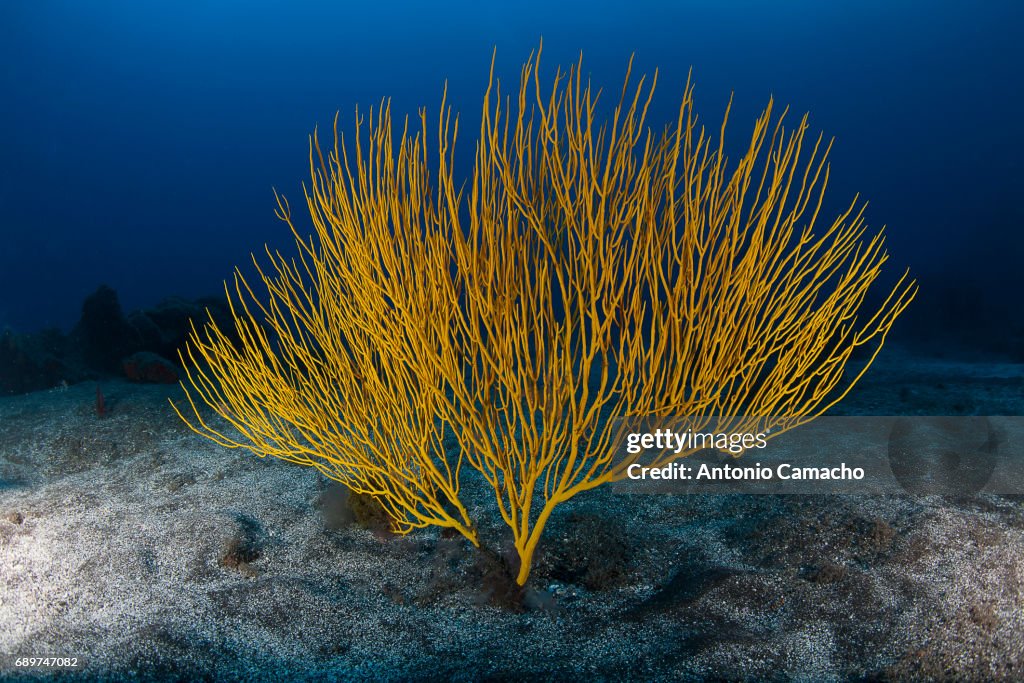 Gorgonian coral