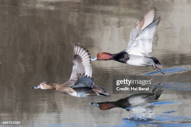 pair of redhead ducks taking off - redhead duck stock pictures, royalty-free photos & images