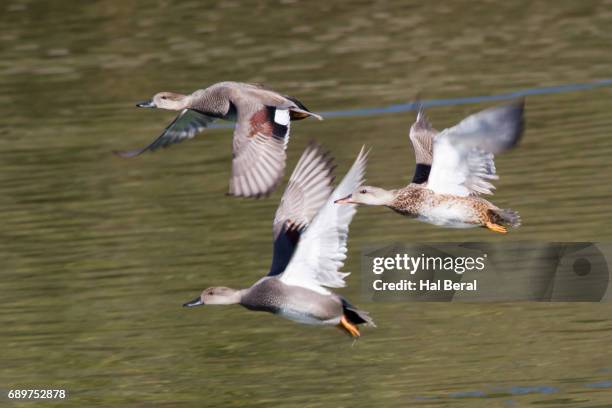flock of gadwall ducks taking off - gadwall duck flight stock pictures, royalty-free photos & images