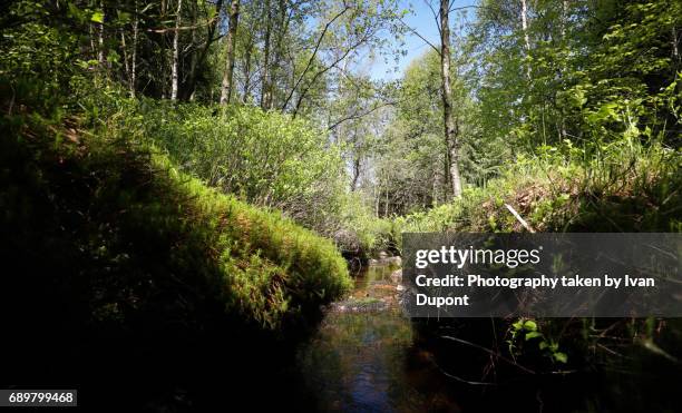 sous-bois en bordure des fagnes - randonnée pédestre stock pictures, royalty-free photos & images