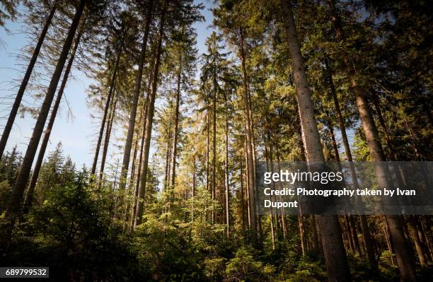 forêt de conifères en bordure des fagnes - randonnée pédestre stock pictures, royalty-free photos & images