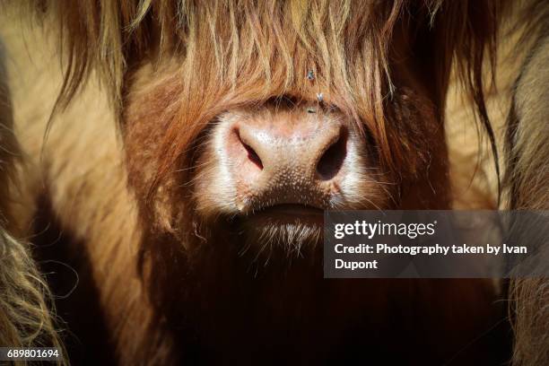 museau de vache écossaise - animaux domestiques 個照片及圖片檔