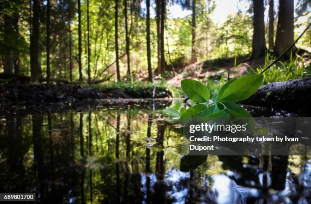 la vallée de la hoëgne - randonnée pédestre stock pictures, royalty-free photos & images