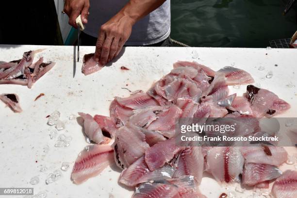 filleted fish on the docks in clearwater beach - filleted stock pictures, royalty-free photos & images