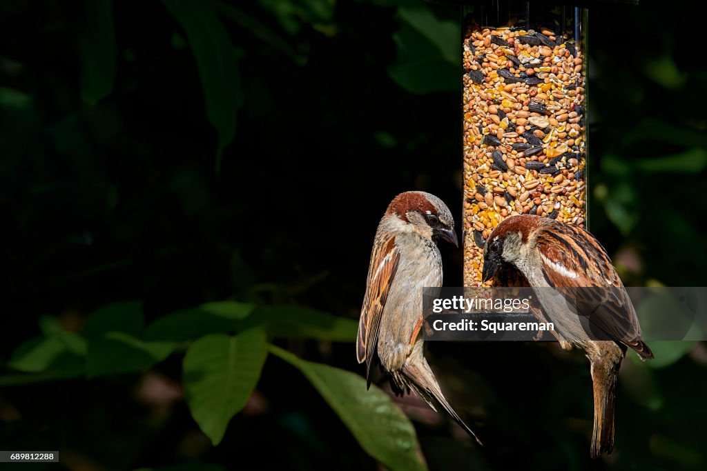 Two male house sparrows (passer domesticus) on a garden seed feeder