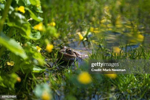 lowland leopard frog - watershed 2017 stock pictures, royalty-free photos & images