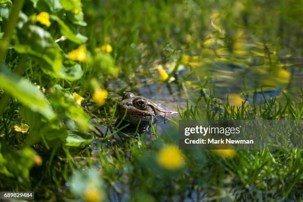 lowland leopard frog - leopard frog bildbanksfoton och bilder