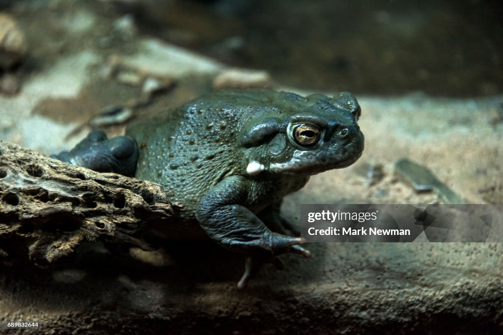 Sonoran Desert Toad