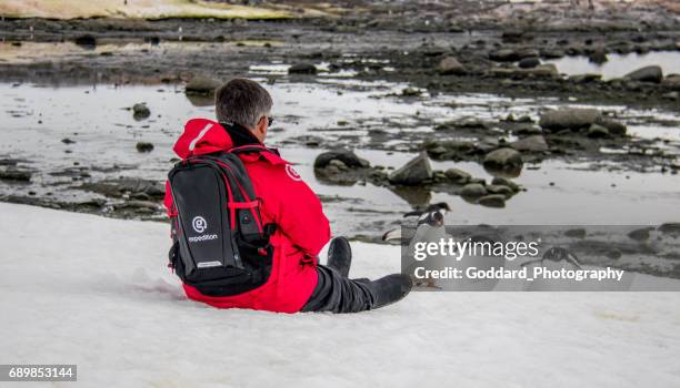 antarctica: ezelspinguïn op damoy punt - eilandengroep palmer stockfoto's en -beelden