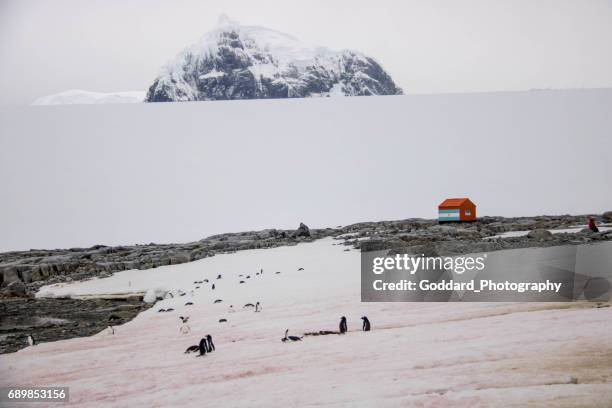 antarctica: damoy punt - eilandengroep palmer stockfoto's en -beelden
