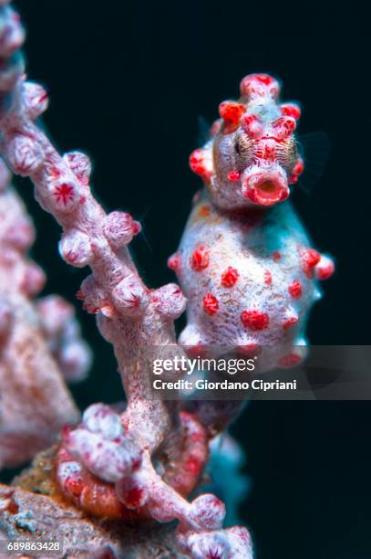 marine life of raja ampat, west papua, indonesia. - seahorse stock pictures, royalty-free photos & images