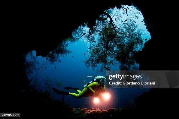 marine life of raja ampat, west papua, indonesia. - underwater film camera stock-fotos und bilder