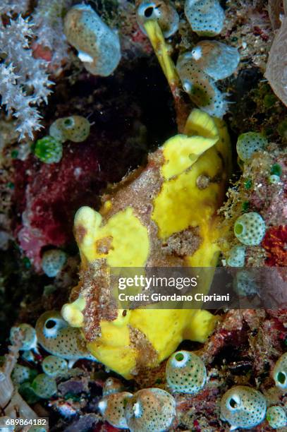 marine life of raja ampat, west papua, indonesia. - yellow frogfish stock pictures, royalty-free photos & images