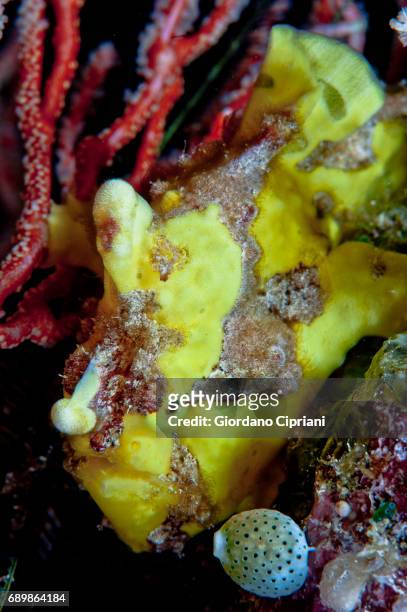 marine life of raja ampat, west papua, indonesia. - yellow frogfish stock pictures, royalty-free photos & images