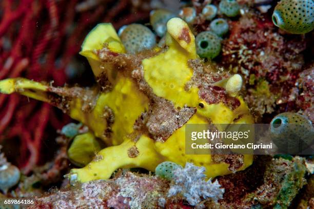 marine life of raja ampat, west papua, indonesia. - yellow frogfish stock pictures, royalty-free photos & images