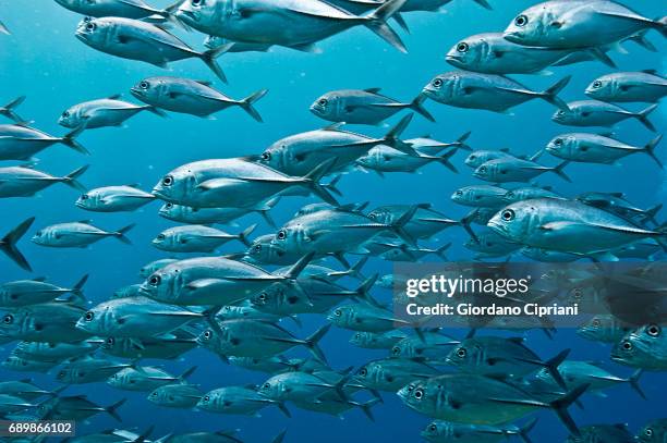 marine life of raja ampat, west papua, indonesia. - jack fish stock pictures, royalty-free photos & images