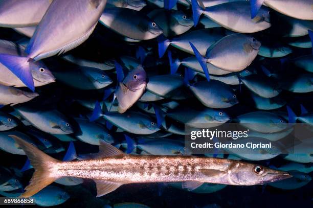 marine life of raja ampat, west papua, indonesia. - barracuda stock pictures, royalty-free photos & images