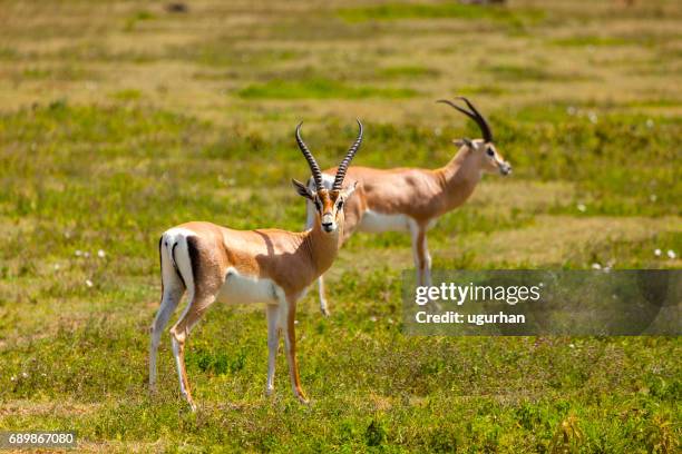 springboks - antílope mamífero ungulado - fotografias e filmes do acervo