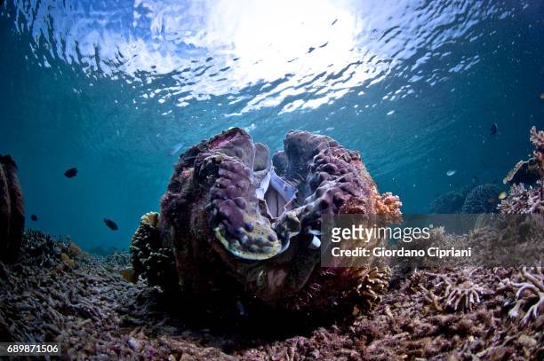 marine life of raja ampat, west papua, indonesia. - giant clam stock pictures, royalty-free photos & images