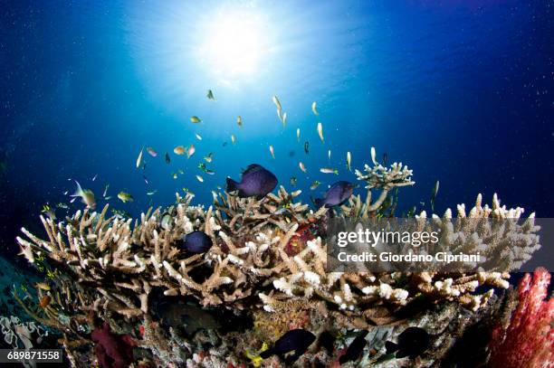 marine life of raja ampat, west papua, indonesia. - acropora sp stock pictures, royalty-free photos & images
