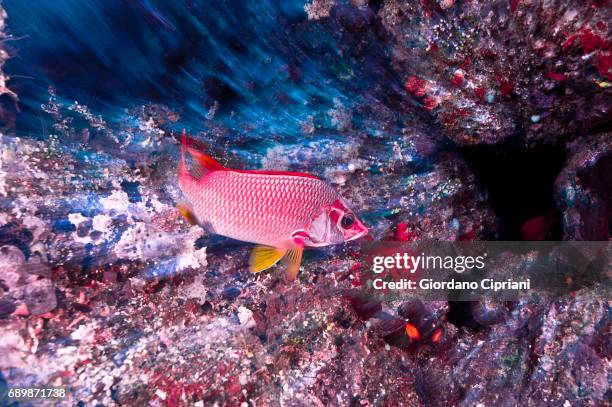 marine life of raja ampat, west papua, indonesia. - long jawed squirrel fish stockfoto's en -beelden