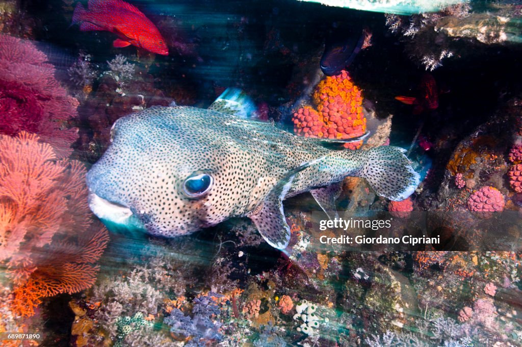 Marine life of Raja Ampat, West Papua, Indonesia.