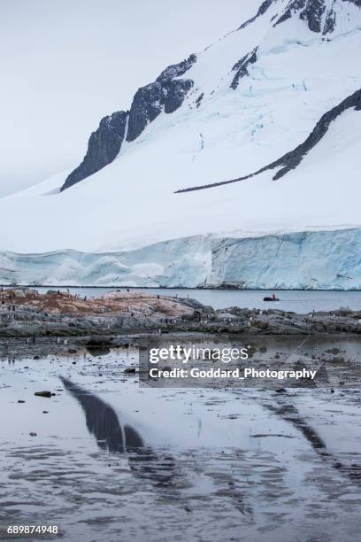antarctica: damoy punt - eilandengroep palmer stockfoto's en -beelden