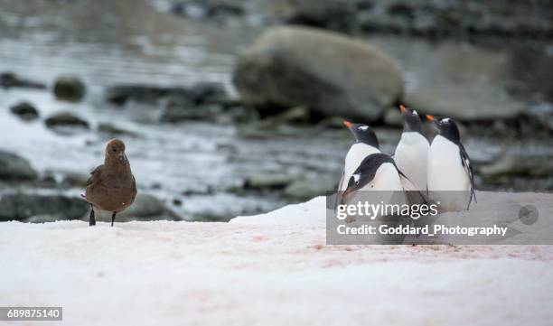 antarctica: gentoo penguins at damoy point - brown skua stock pictures, royalty-free photos & images