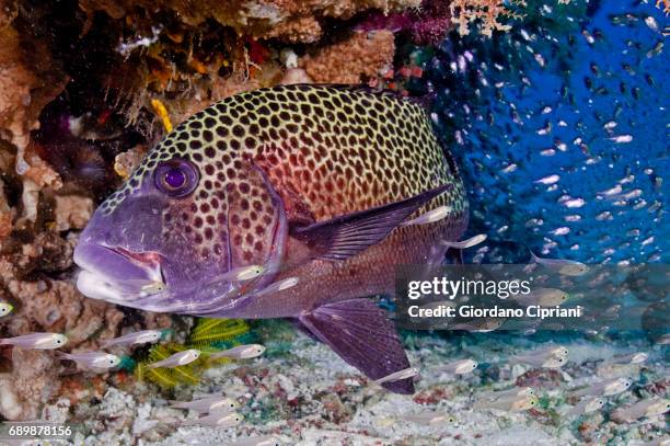 marine life of raja ampat, west papua, indonesia. - plectorhinchus chaetodonoides - fotografias e filmes do acervo
