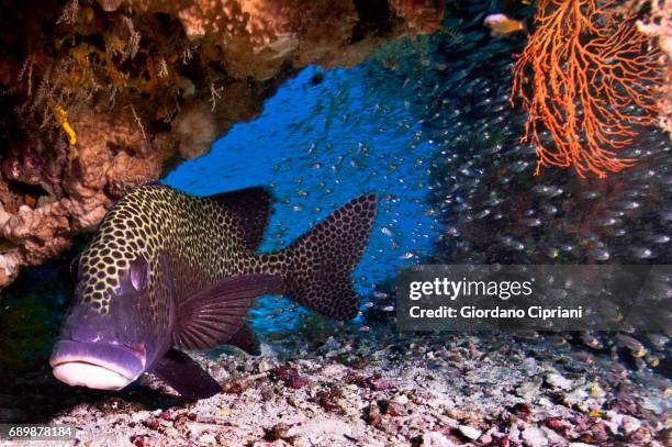 marine life of raja ampat, west papua, indonesia. - plectorhinchus chaetodonoides - fotografias e filmes do acervo