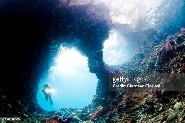 marine life of raja ampat, west papua, indonesia. - buceo de profundidad fotografías e imágenes de stock