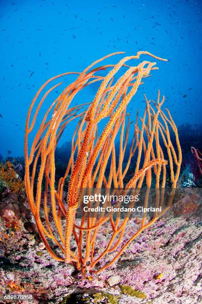 marine life of raja ampat, west papua, indonesia. - whip coral stock pictures, royalty-free photos & images