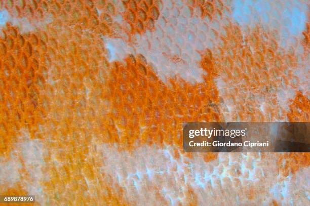 marine life of raja ampat, west papua, indonesia. - animal scale photos et images de collection