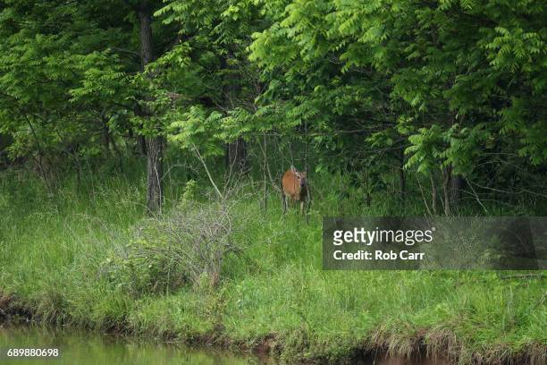 Deer grazes near the 15th green during the final round of the Senior PGA Championship at Trump National Golf Club on May 28, 2017 in Sterling,...