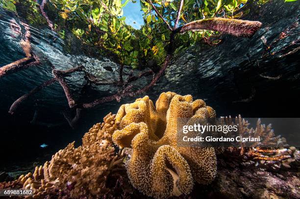 marine life of raja ampat, west papua, indonesia. - raja ampat islands fotografías e imágenes de stock