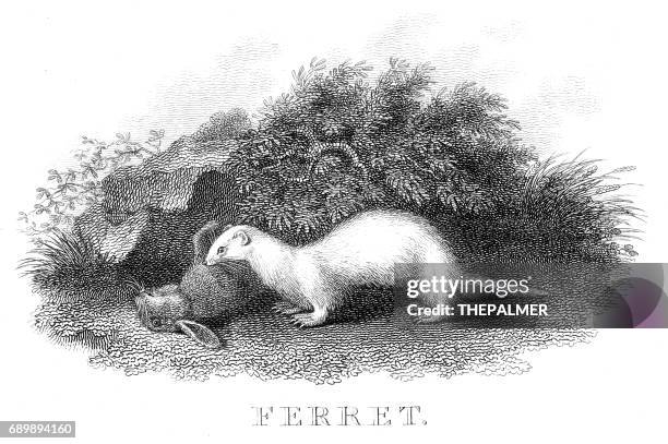 ferret hunting engraving 1812 - mustela putorius furo stock illustrations