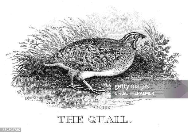 quail engraving 1812 - quail bird stock illustrations