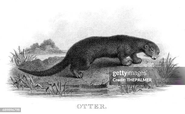 otter engraving 1812 - otter stock illustrations