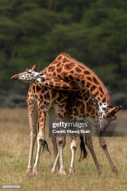 rothschilds giraffes necking. - necking stock pictures, royalty-free photos & images