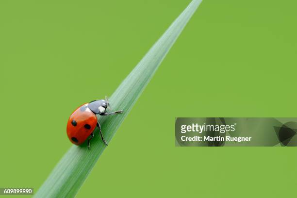 seven spot ladybird (coccinella septempunctata), green background. - blades of grass stock-fotos und bilder
