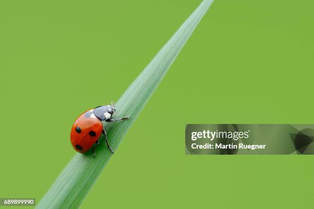 seven spot ladybird (coccinella septempunctata), green background. - blade of grass fotografías e imágenes de stock