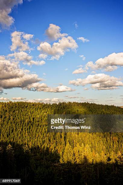 forest and clouds - freudenstadt photos et images de collection