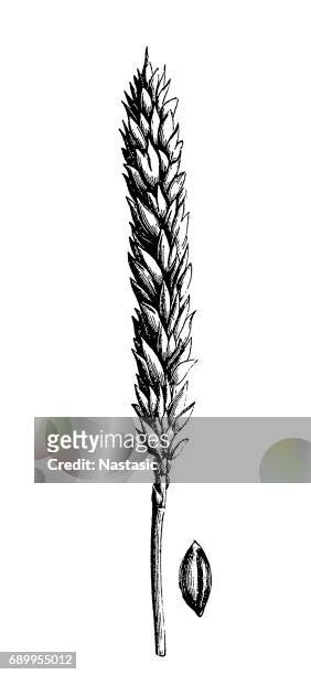 ilustraciones, imágenes clip art, dibujos animados e iconos de stock de trigo (triticum vulgare muticum) - espigas