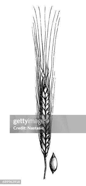 einkorn wheat (triticum monococcum) - spelt stock illustrations