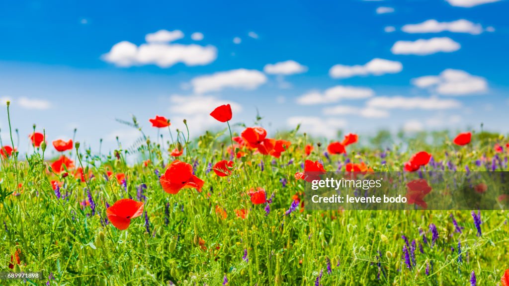 Amazing summer nature flowers sunlight day landscape.