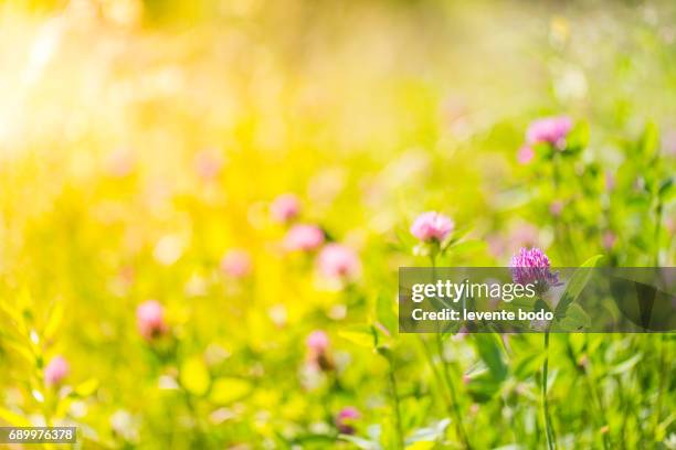 amazing summer nature meadow flowers sunlight day landscape. inspirational nature background - hungary landscape stock pictures, royalty-free photos & images