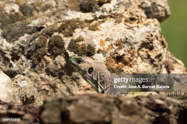 oscellated lizard (timon lepidus) in rocky habitat - blue tongue lizard stock pictures, royalty-free photos & images